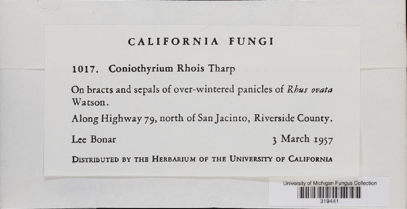 Coniothyrium rhois image