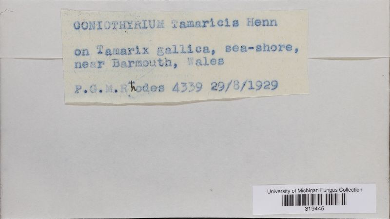 Coniothyrium tamaricis image