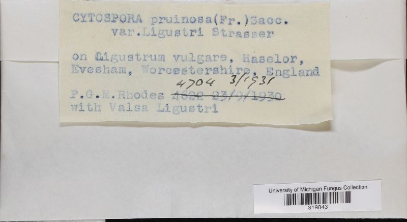 Cytospora pruinosa image