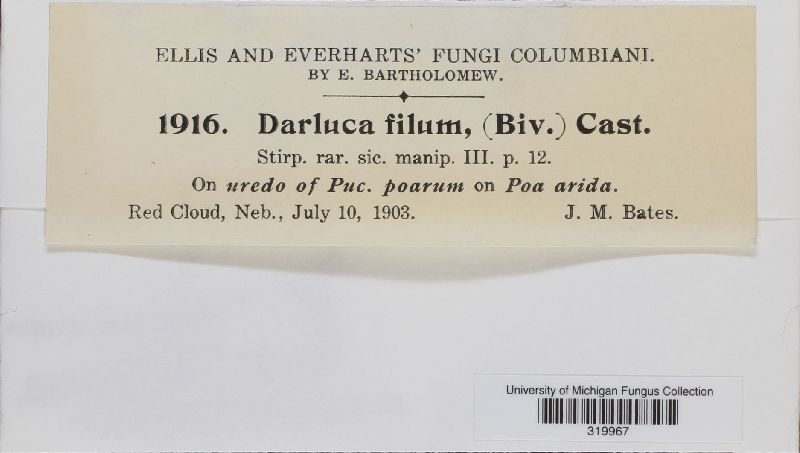 Eudarluca caricis image