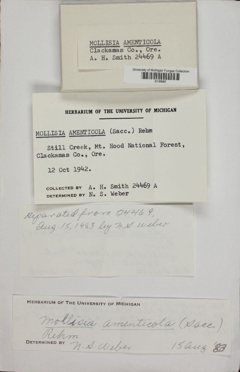 Mollisia amenticola image