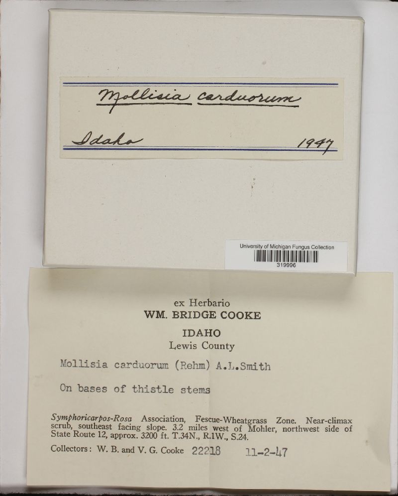 Mollisia carduorum image