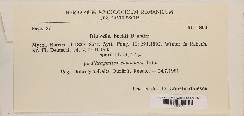 Diplodia beckii image