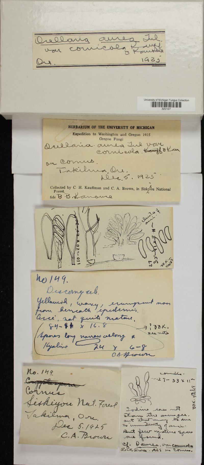 Ocellaria aurea var. cornicola image