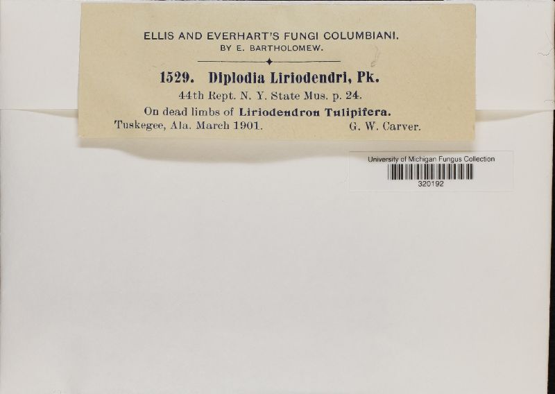 Diplodia liriodendri image