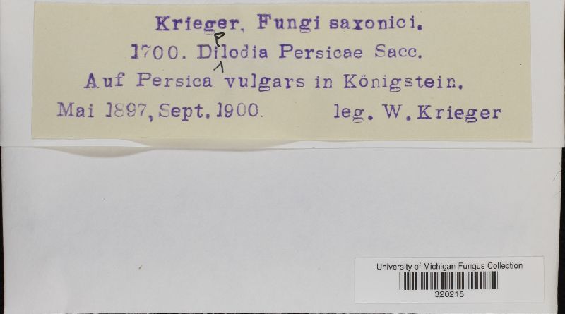 Diplodia persicae image
