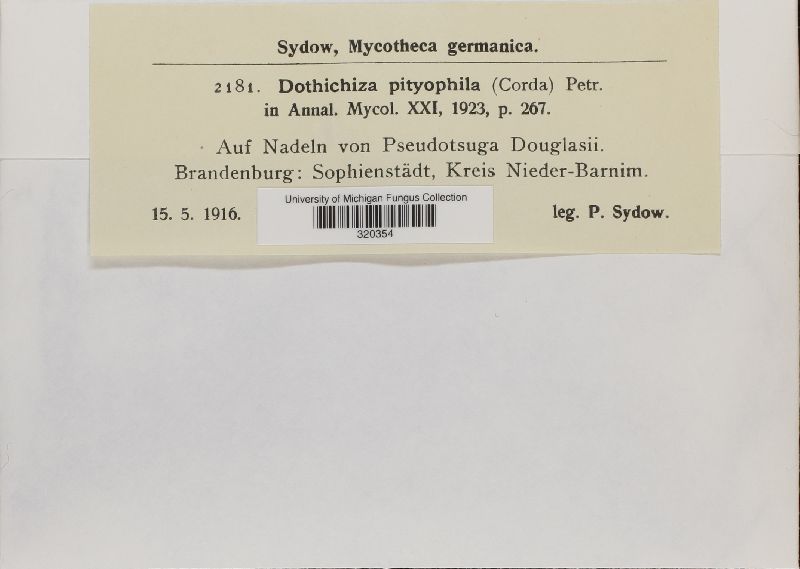 Dothichiza pityophila image