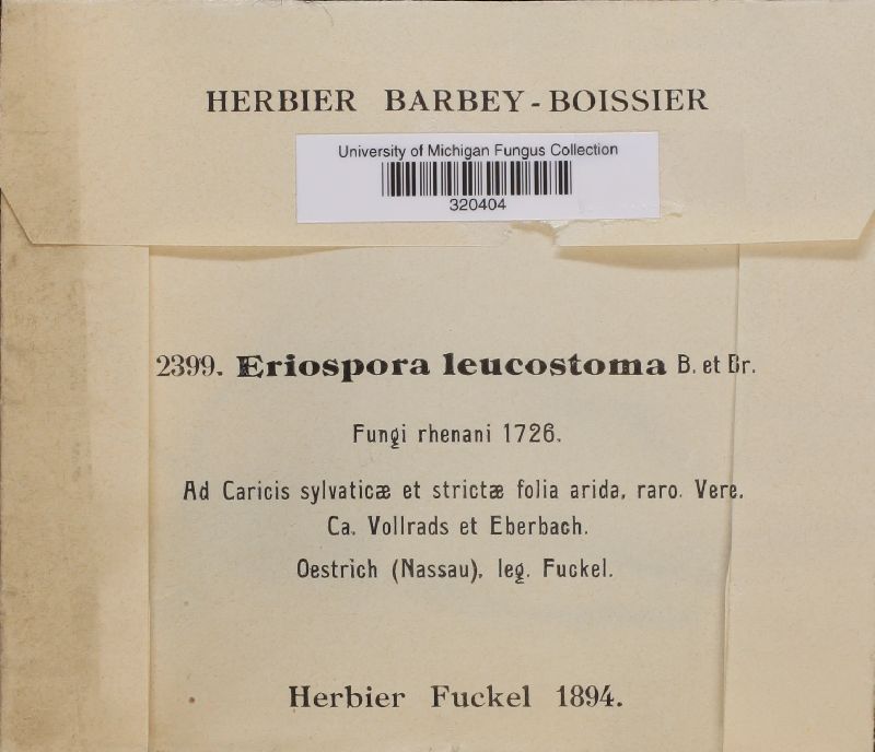 Eriospora leucostoma image