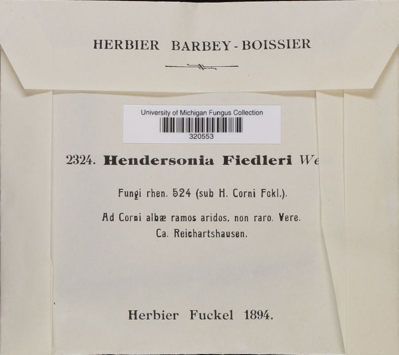 Hendersonia fiedleri image