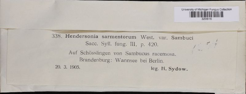 Hendersonia sarmentorum image