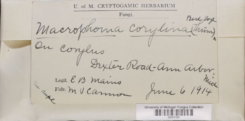 Macrophoma corylina image