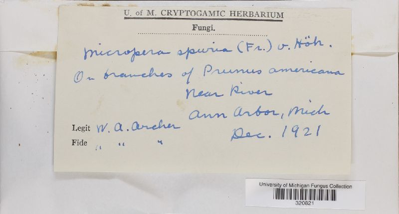Ceratostoma spurium image