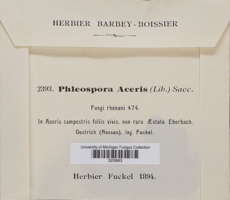 Phloeospora aceris image
