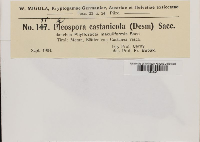 Phloeospora castanicola image
