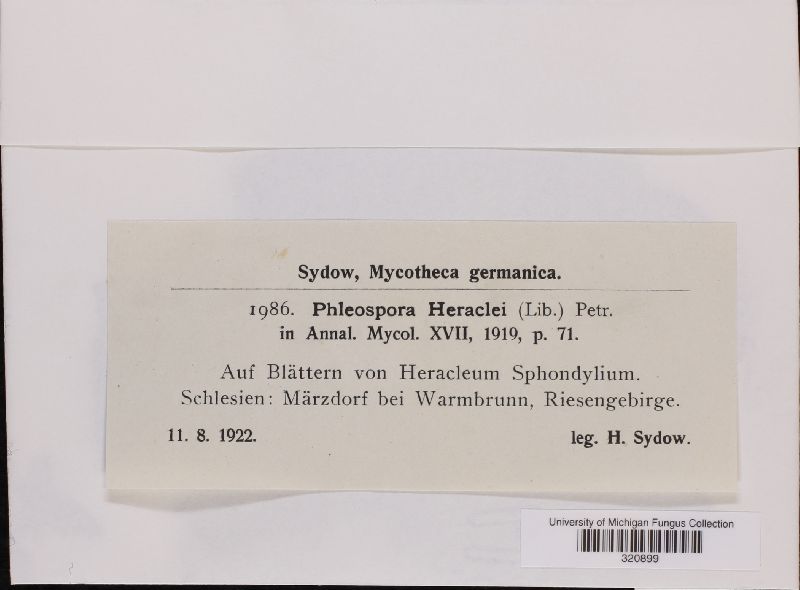 Phloeospora image