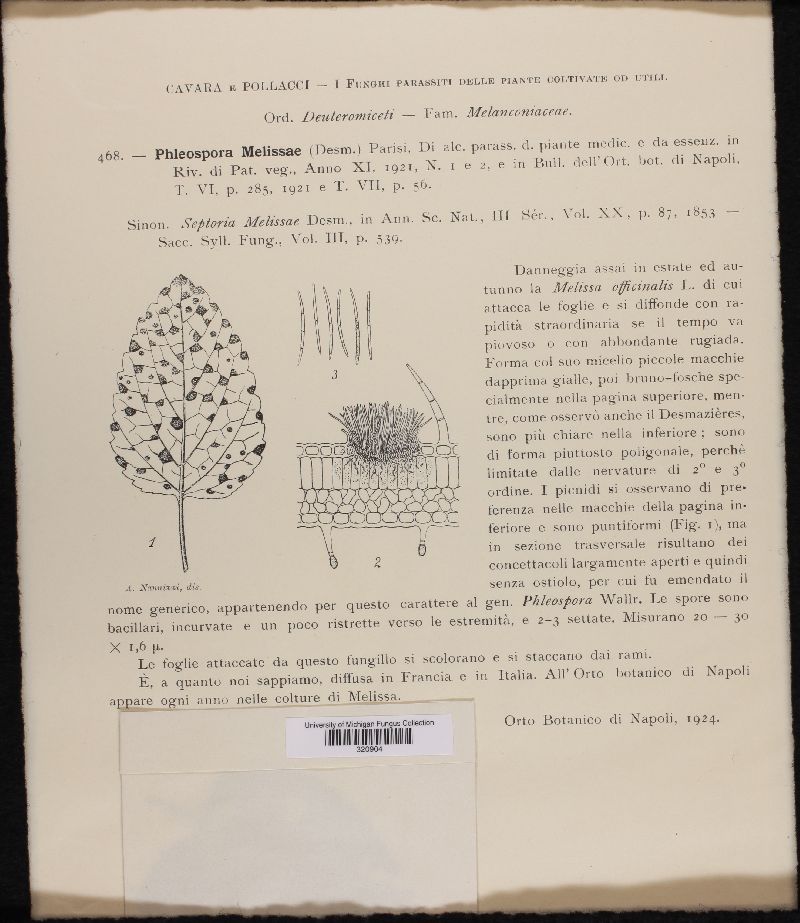 Phleospora melissae image