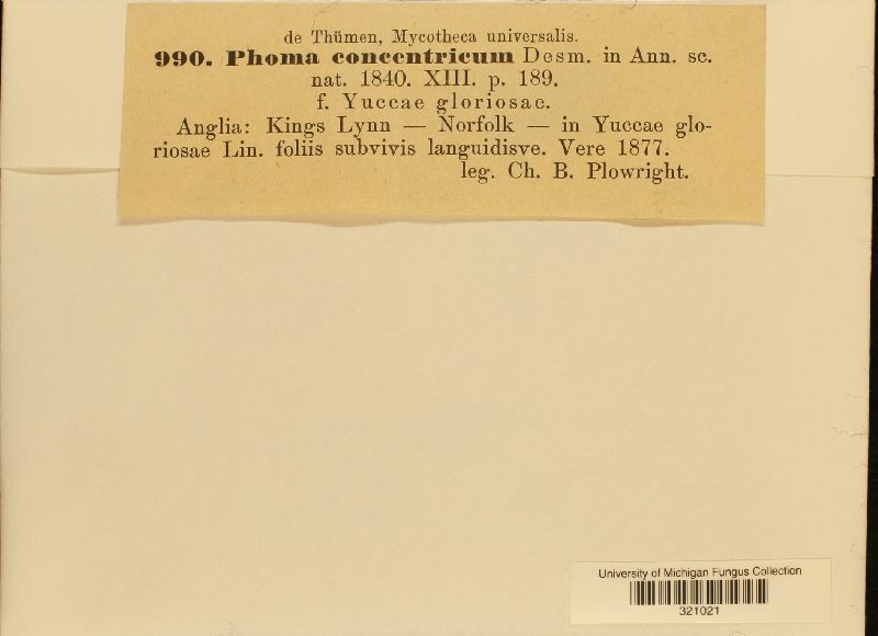 Coniothyrium concentricum image