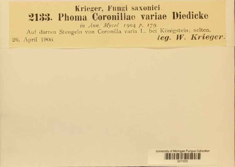 Phoma coronillae-variae image
