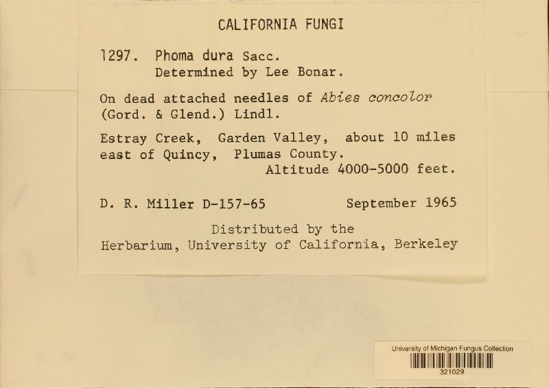 Phoma dura image