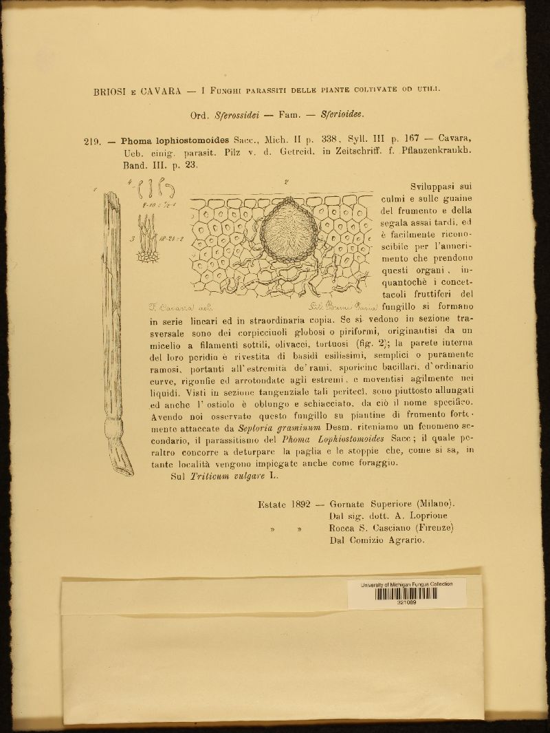 Phoma lophiostomatoides image