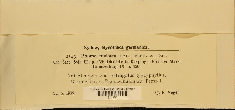 Omphalospora melaena image
