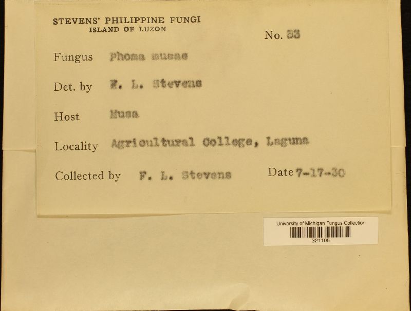 Phoma jolyana image