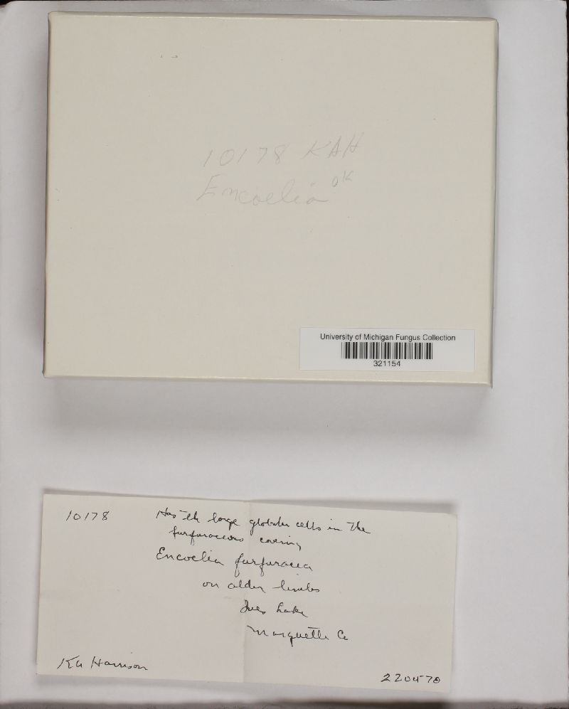 Encoelia furfuracea image