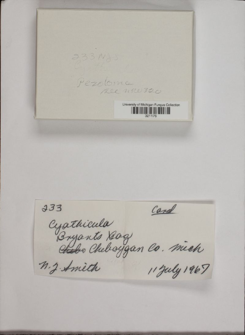 Pezoloma image