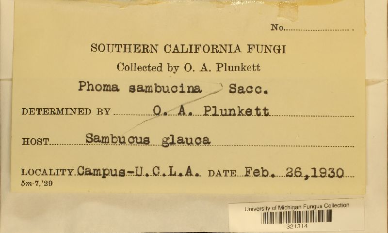 Phoma sambucina image