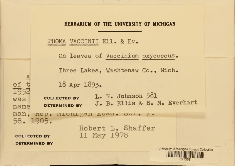 Phoma vaccinii image