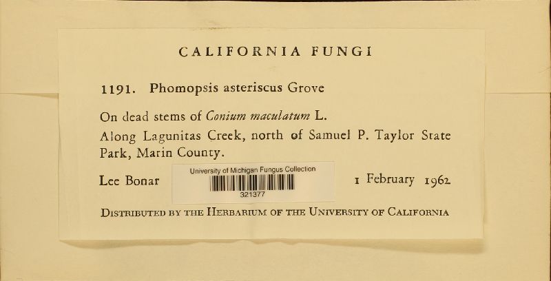 Phomopsis asteriscus image