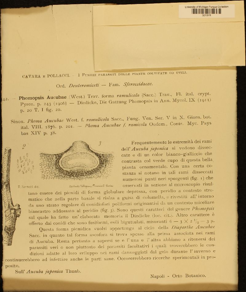 Phomopsis aucubae f. ramulicola image