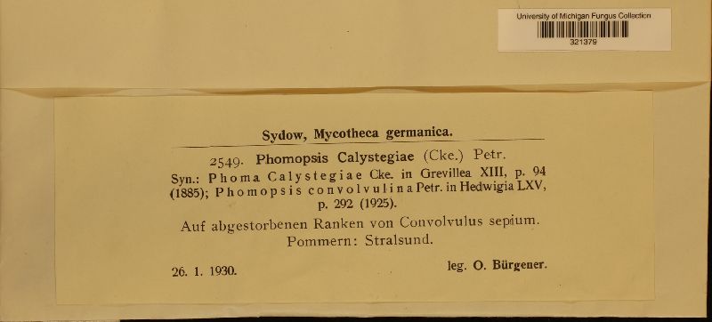Phomopsis calystegiae image