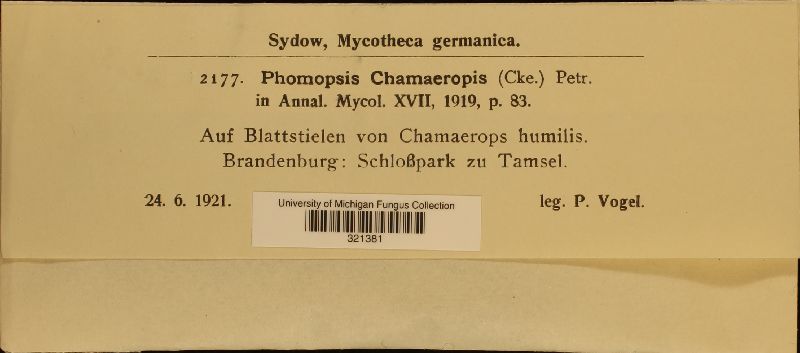 Phomopsis chamaeropsis image