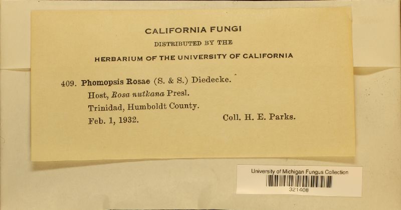 Phomopsis rosae image