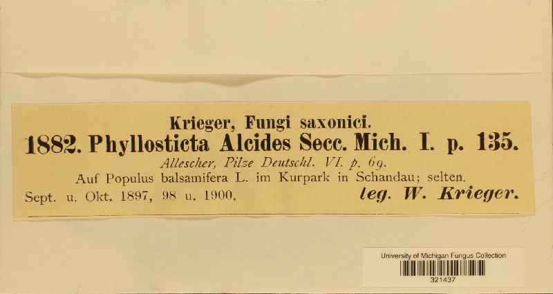 Phyllosticta alcides image