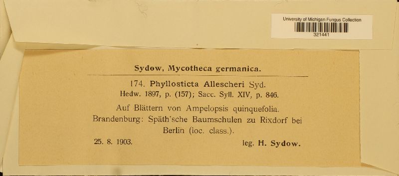 Phyllosticta allescheri image