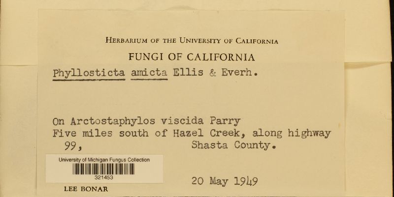 Phyllosticta amicta image