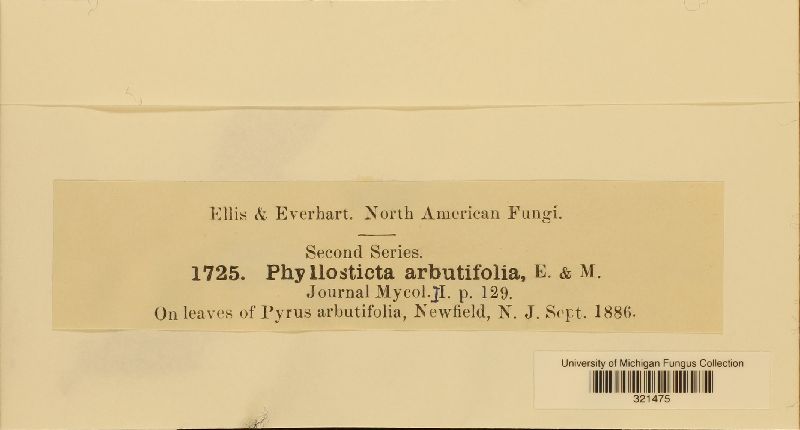 Phyllosticta arbutifolia image