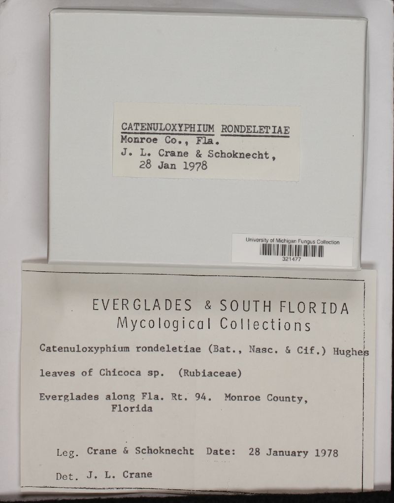 Catenuloxyphium rondeletiae image