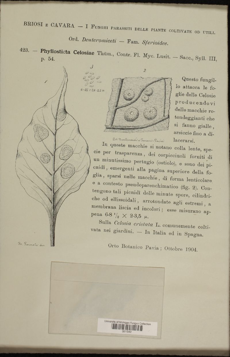 Phyllosticta celosiae image