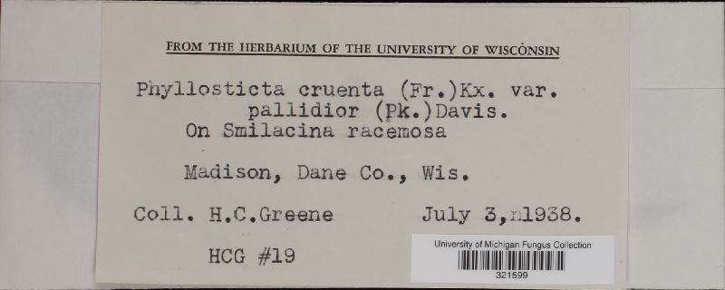Phyllosticta cruenta var. pallidior image