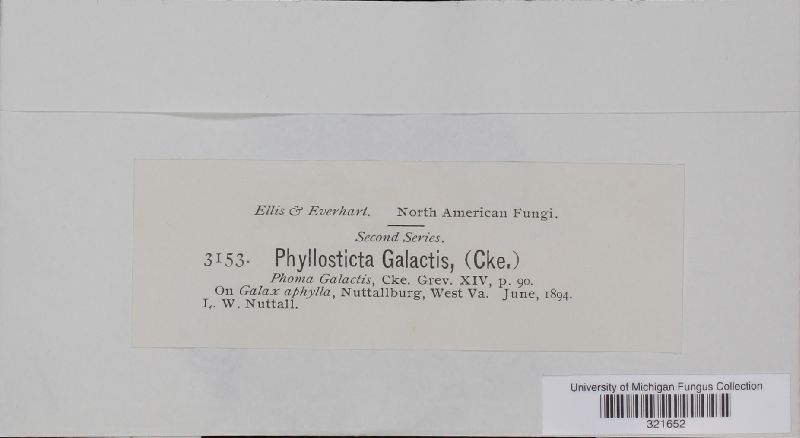 Phyllosticta galactis image