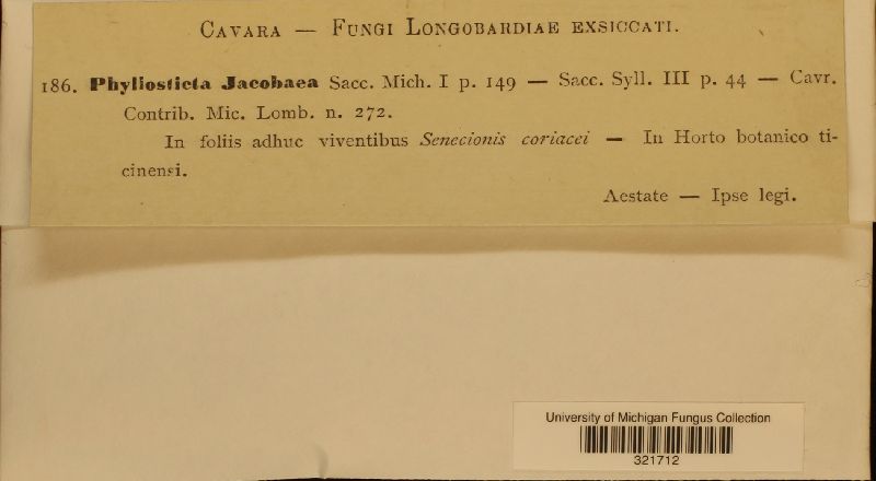 Phyllosticta jacobaeae image