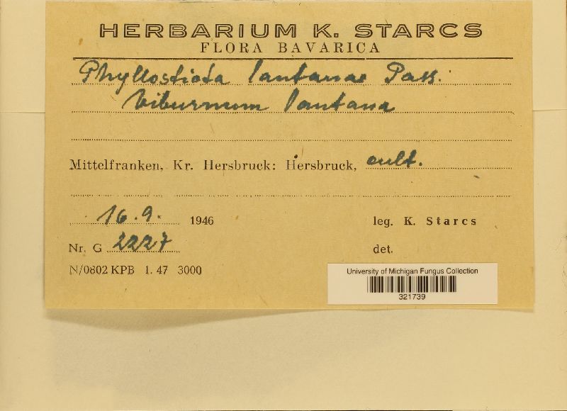 Phyllosticta lantanae image