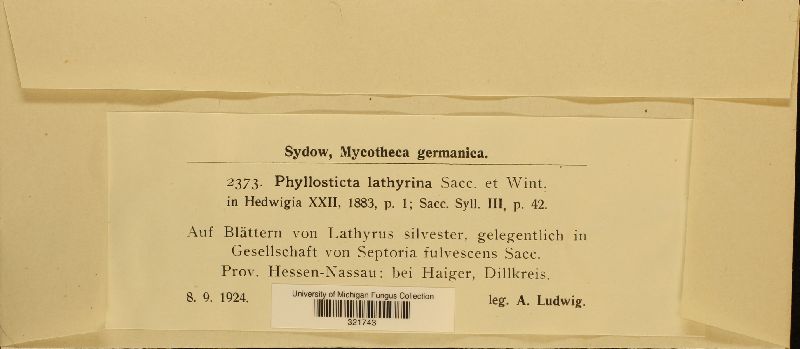 Phyllosticta lathyrina image
