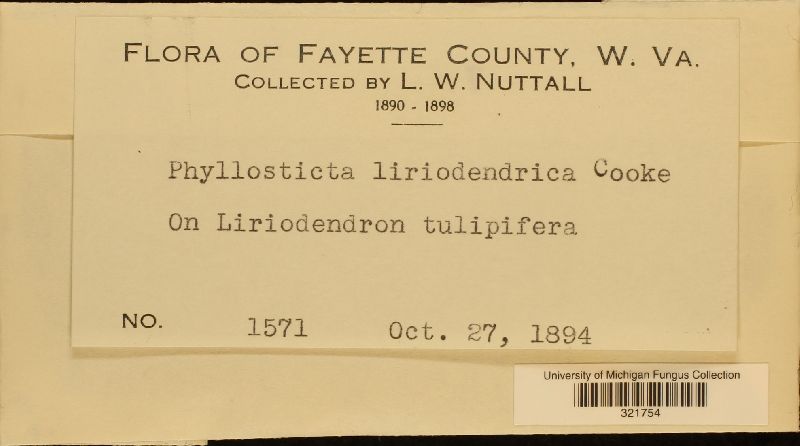 Phyllosticta liriodendrica image
