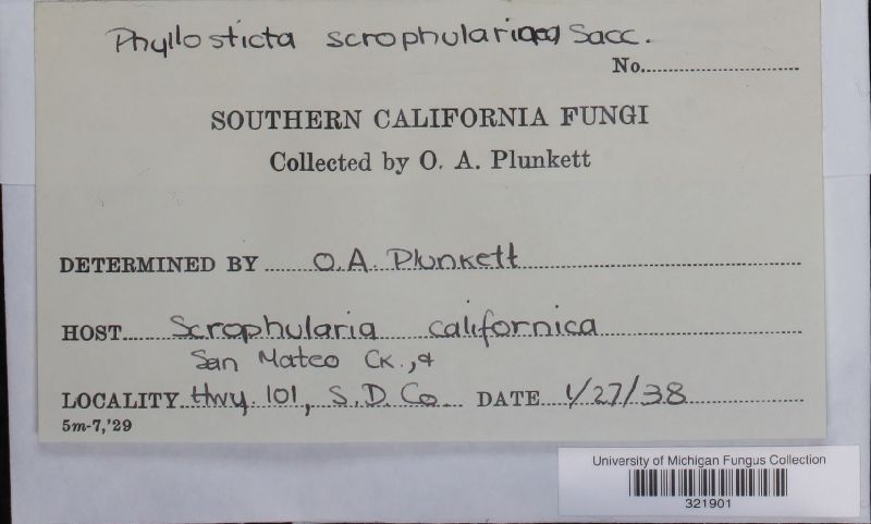 Phyllosticta scrophularinea image