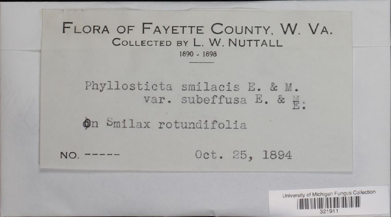 Phyllosticta smilacis var. subeffusa image