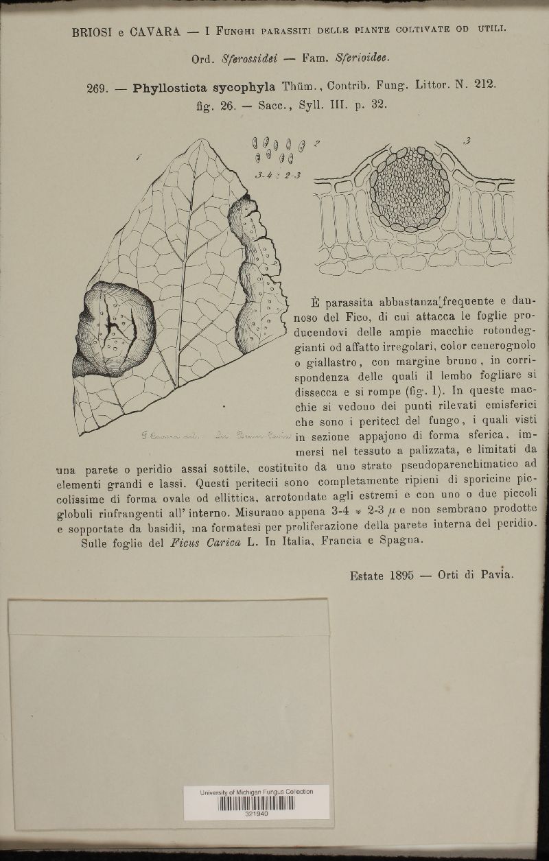 Phyllosticta sycophila image